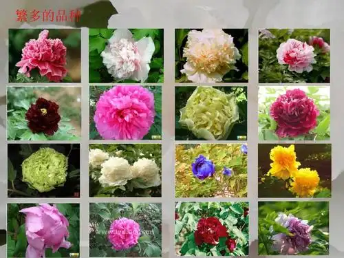 洛阳牡丹简介ppt