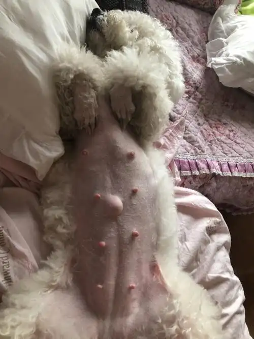 狗狗四岁了,一直没生过宝宝,有两次假孕,这次怀孕四十天了,肚子