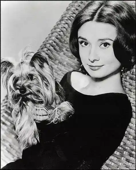 赫本的美,让我们记住了天使的模样