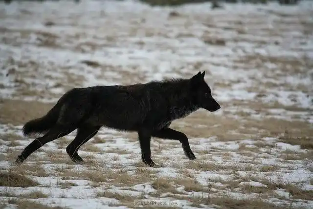 他养大黑狼崽,突发野性被赶走,多年后黑狼却救他一命