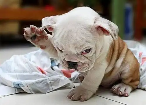 超级搞笑图一箩筐 - 顽兔