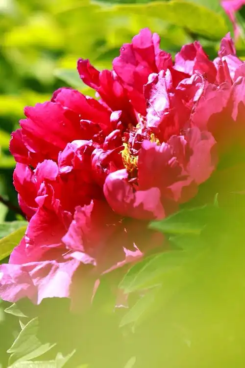 富贵花开红牡丹