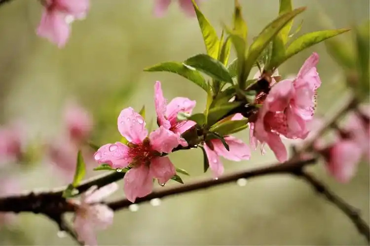 《鹊桥仙》 赏桃花