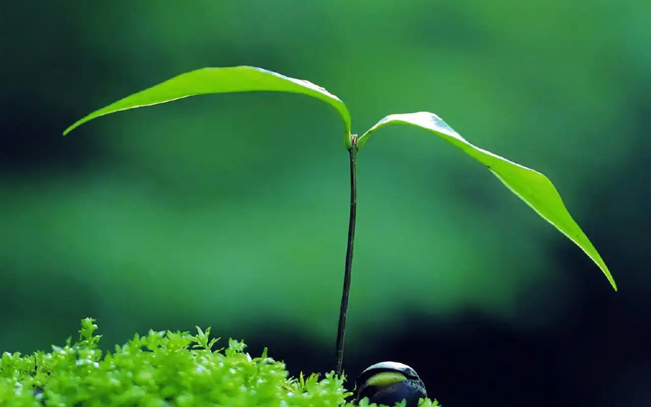首页 桌面壁纸 植物壁纸 绿色护眼植物图片电脑壁纸