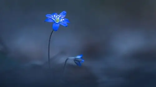 护眼植物小清新摄影图片,植物-回车桌面