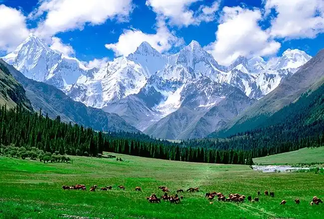 新疆天山雪岭云杉林