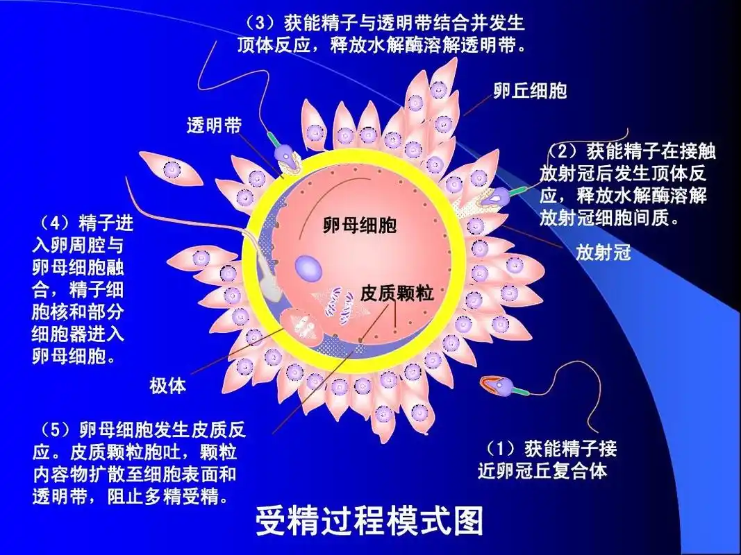(3)获能精子与透明带结合并发生 顶体反应,释放水解酶溶解透明带.