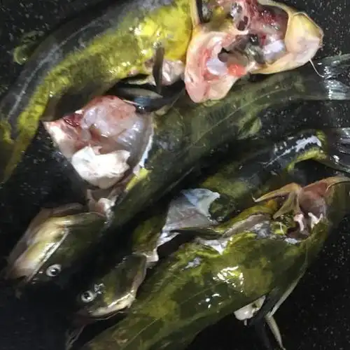 昂刺鱼蚕豆瓣烧豆腐,做法简单,肉质鲜嫩,好吃到连汤汁都不剩