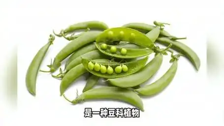 蚕豆的功效与作用