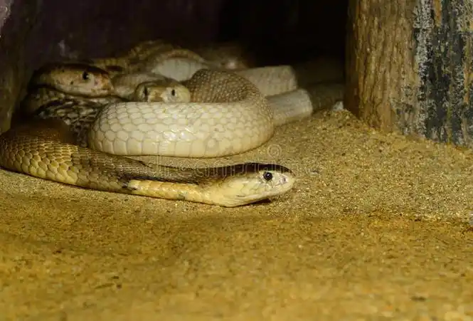 壁纸 动物 蛇 蜥 蜥蜴 700_475