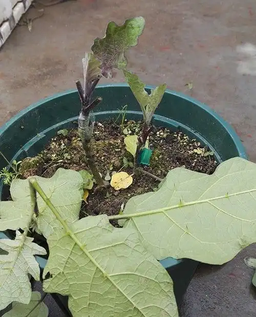 17牛人用野茄子嫁接家茄子顺利成活直接长成树多霸气