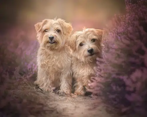 两只狗,毛茸茸的,鲜花 壁纸