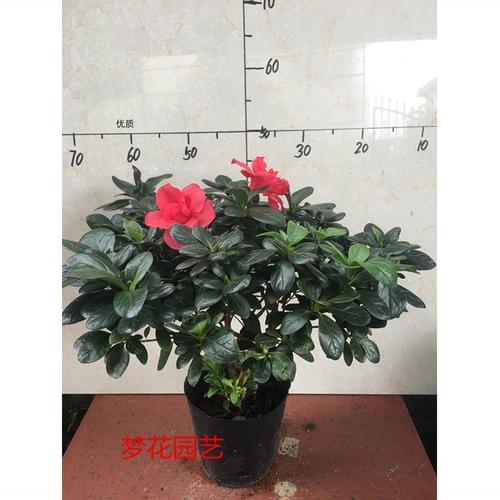 霸王红杜鹃花 稀有名贵品种花大叶大 室内外观花观叶绿植花卉