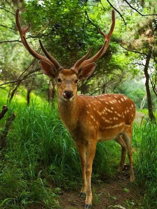 荆门成年梅花鹿养殖基地回收各种动物