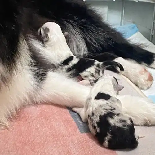 78双血统陨石边牧宝宝们