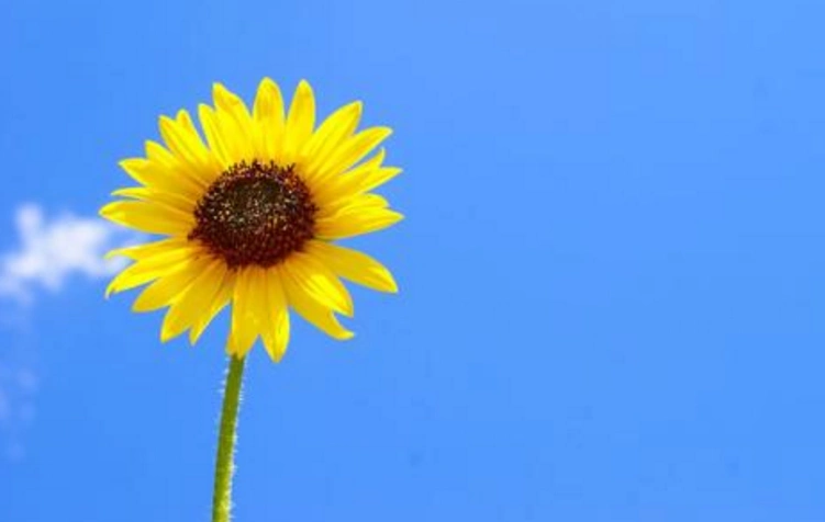 超级漂亮的向日葵组图,愿你每天的生活充满阳光