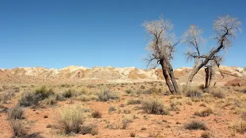 wallpaper desert, trees, grass, sky 2560x1600 hd picture, image