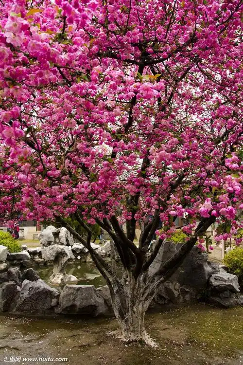 垂丝海棠 花期3-4月