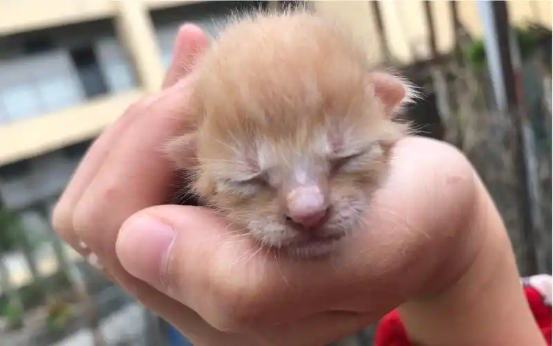 出生的小奶猫 可爱巨萌萌哒