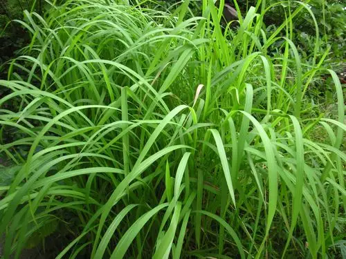 591073829124 分类:花鸟鱼虫 分享到:  2 小时前  提问者采纳 白茅草