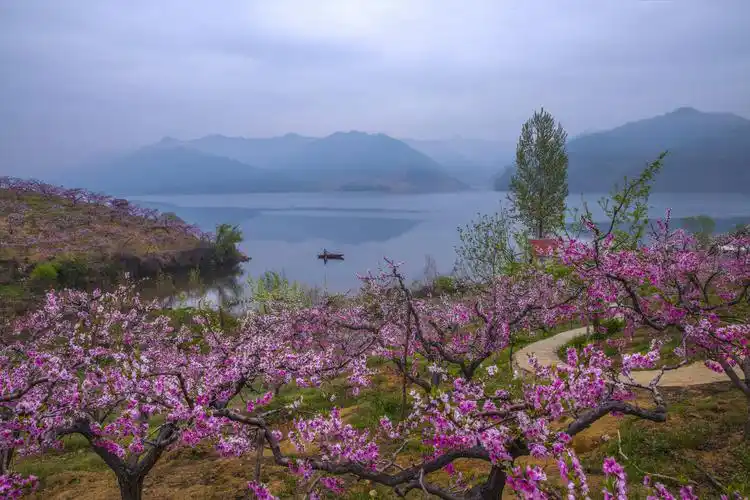 在那桃花盛开的地方