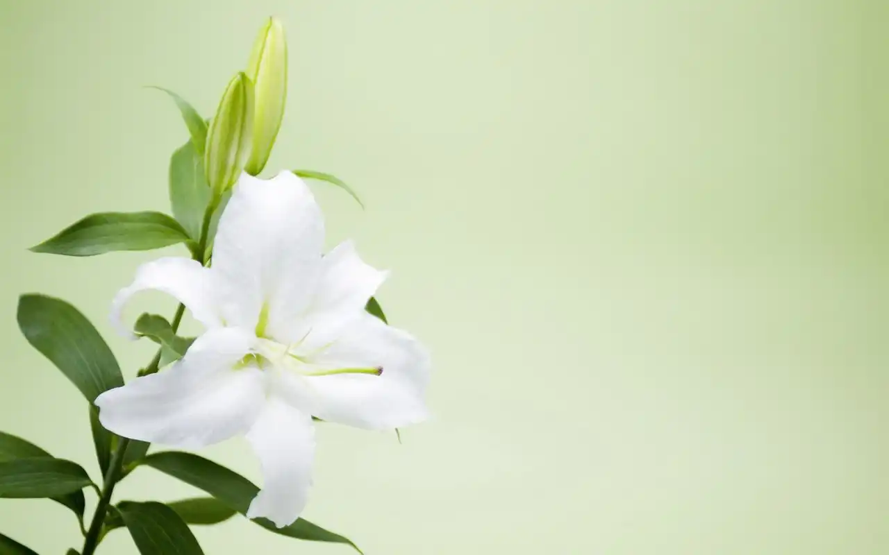 清新脱俗淡雅百合花高清桌面壁纸