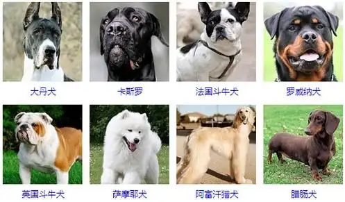 宠物犬种类一百多种你都认识吗