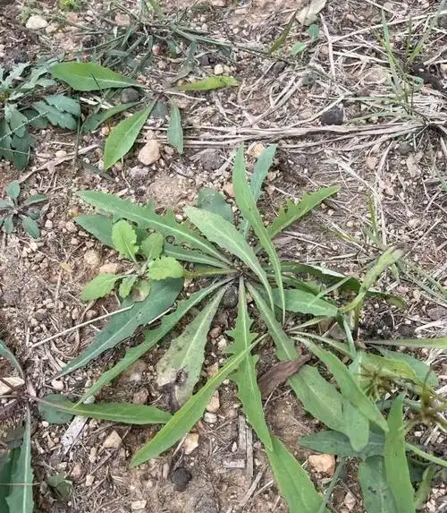 又到了吃野菜的季节山东人热衷的苦菜蘸酱吃能败火