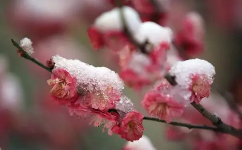 傲雪寒梅 武汉加油