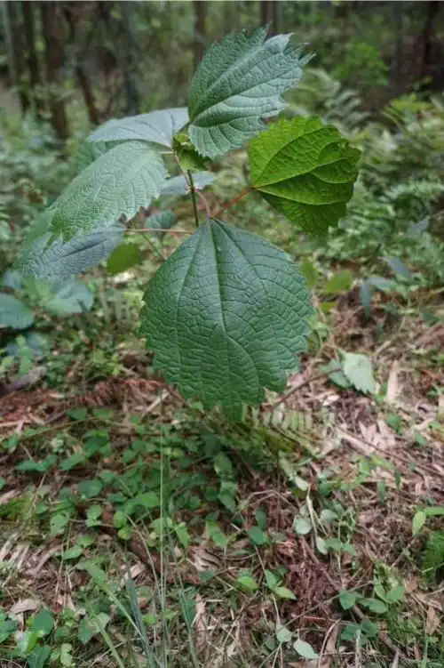 野苎麻