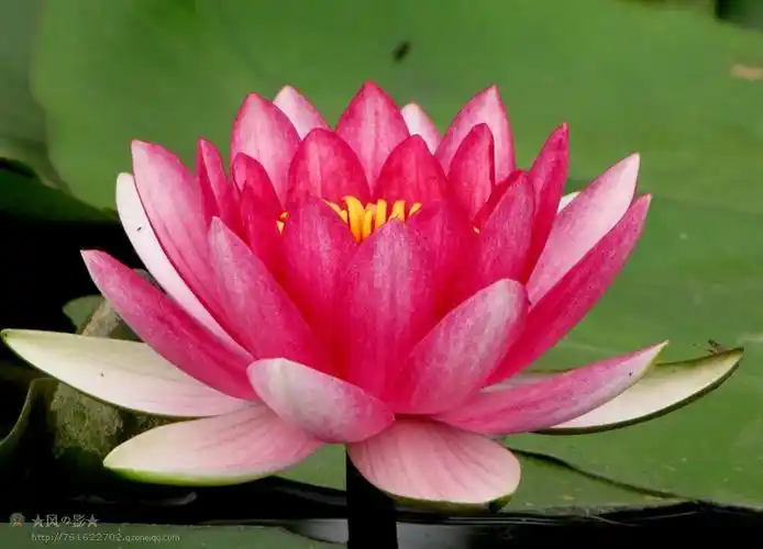 莲花在佛教中的含义 - qq群号:137331821 - (勿论人非)qq群号