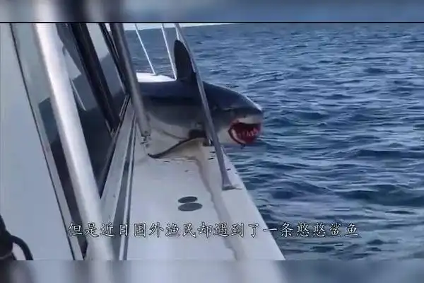 鲨鱼被捕捞后不愿离开直接埋头狂吃小鱼网友干饭鱼干饭魂