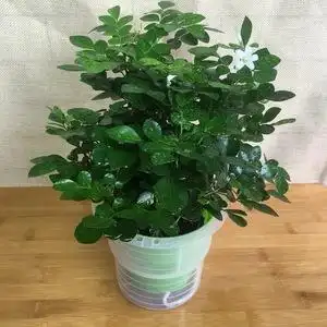 七里香盆景的养护要点,七里香盆栽怎么养护及注意事项