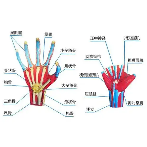 4dmaster人体结构手关指节手部肌肉解剖拼装模型医用教学具玩具