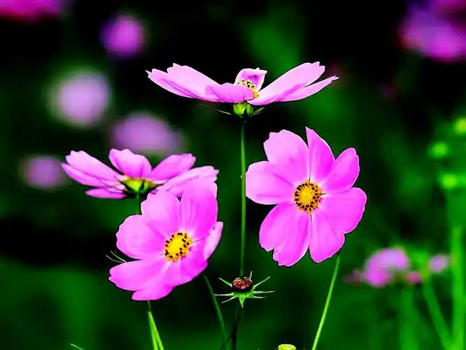 意境中唯美的格桑花随拍格桑花又称秋英