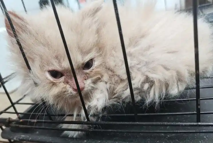 18块钱领养的小猫