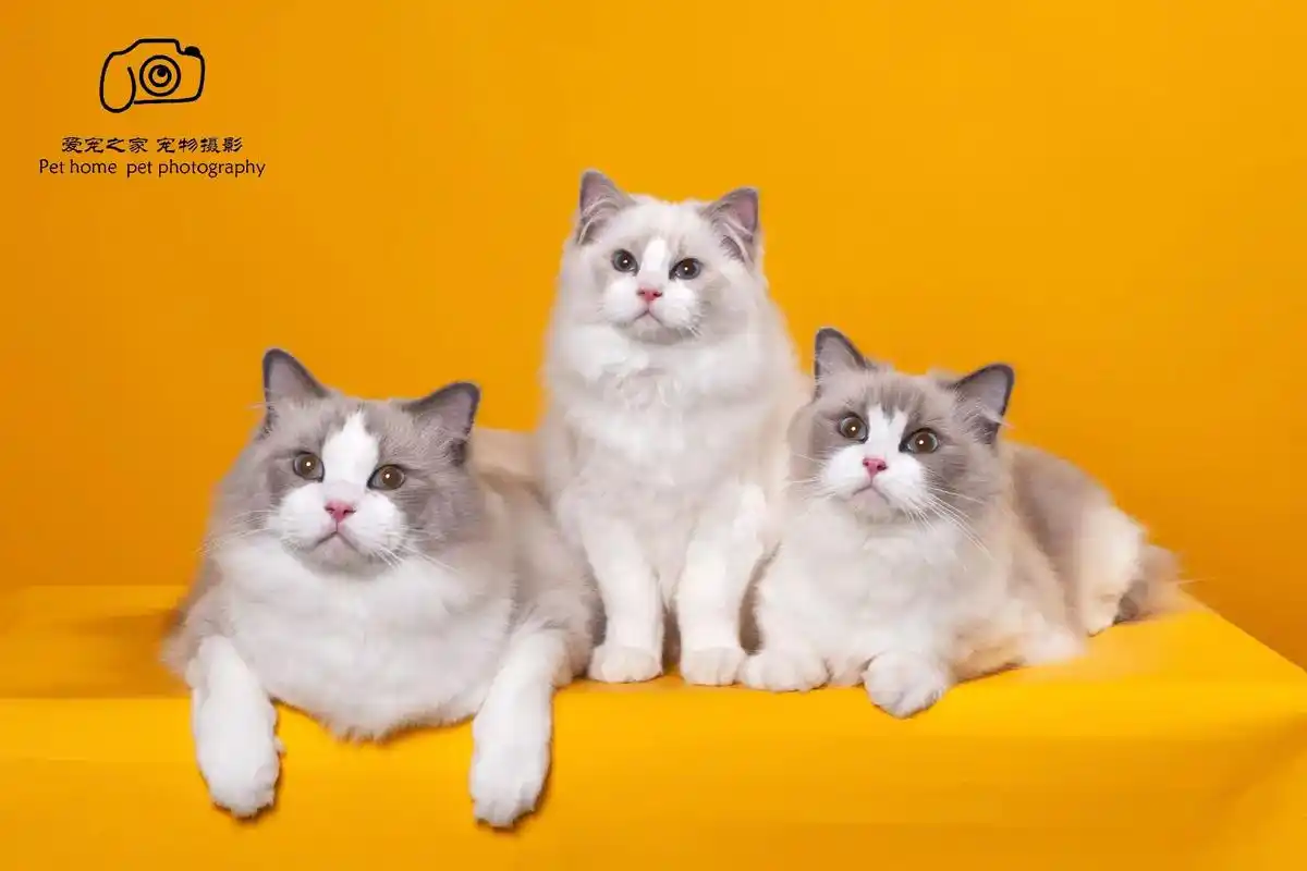 全家福.猫咪全家福#布偶猫写真#全家福摄影  - 抖音