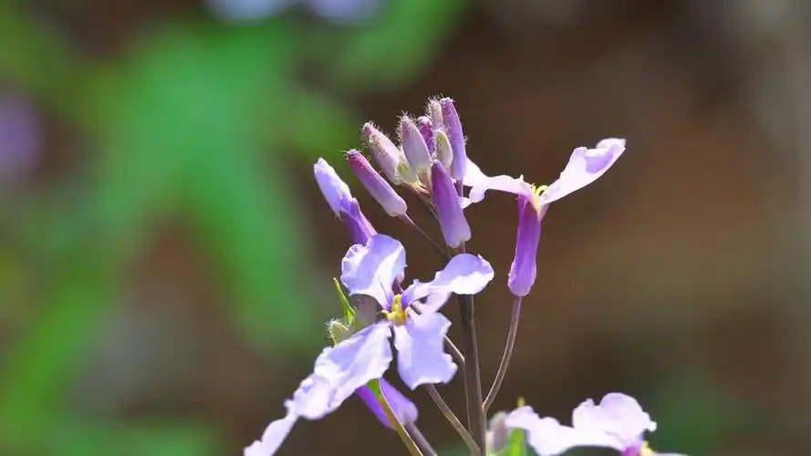 清新淡紫色二月兰图片高清电脑桌面壁纸