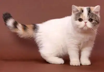 波斯猫,苏格兰折耳猫,异国短毛猫,英国短毛猫,美国短毛猫