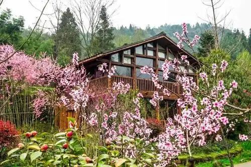 春风十里桃花开正安美景如约而至