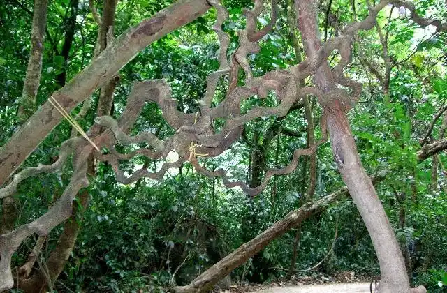 过岗龙又称过江龙,左右扭,属豆科榼藤子,藤及种仁为中药材.