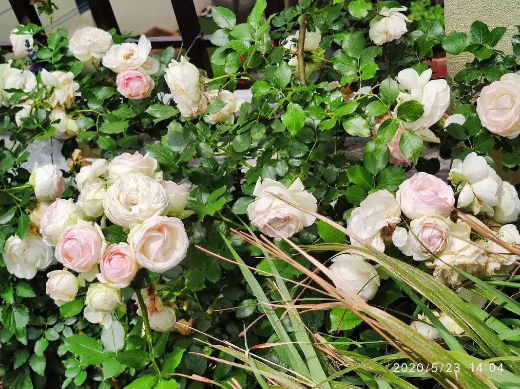 来一组2020年拍的照片风景优美空气清新