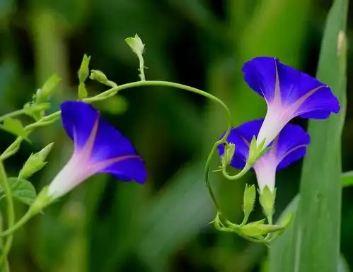 属兔的幸运花和旺财花,谁知道属兔的幸运花和幸运数字还有幸运颜色是