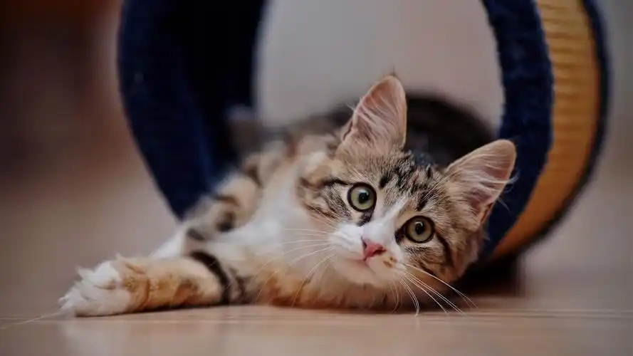 可爱的小猫看著你,地板 iphone 桌布