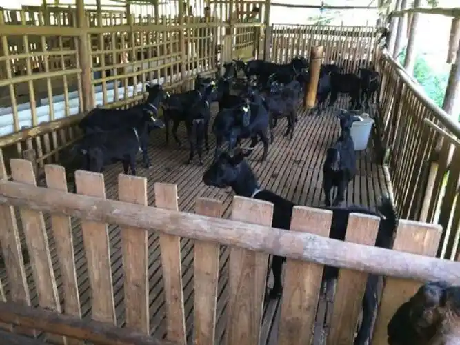 广东阳春市正宗农家散养有机黑山羊肉,与你分享最原生态的味道(广东