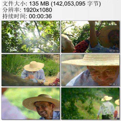 福建上杭 快乐恩爱的老夫妻 采摘青梅 携手相伴 高清实拍视频素材