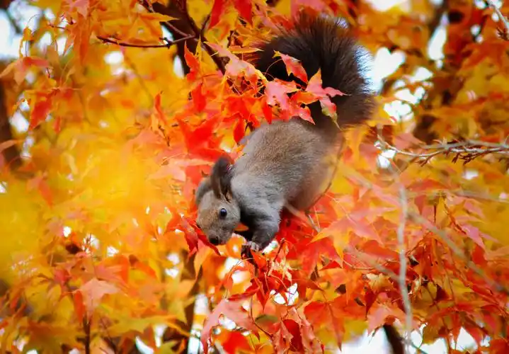 秋季的乌旦塔拉五角枫森林公园是小动物的畅玩天堂.