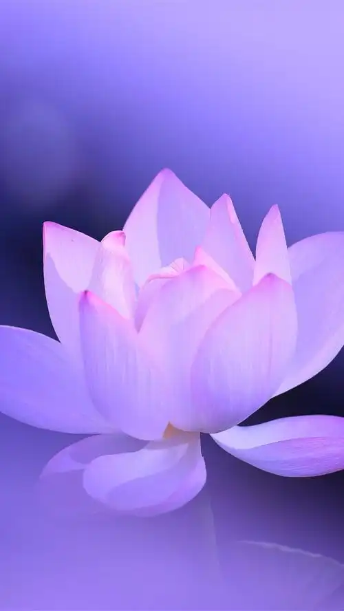 粉红色的荷花,花瓣,紫色背景,朦胧,美丽的花 iphone 壁纸