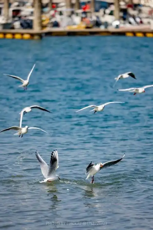 海鸥来啦快来东港鸥遇一下