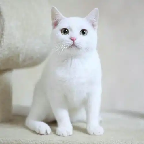 白猫免费无偿领养纯白英短幼猫小奶猫活体宠物猫咪